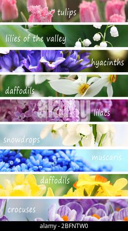 Collage of beautiful flowers with names Stock Photo