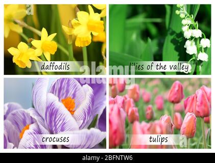 Collage of beautiful flowers with names Stock Photo