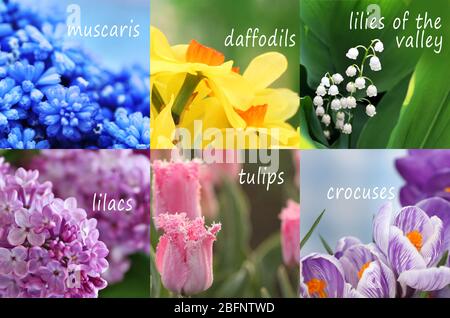 Collage of beautiful flowers with names Stock Photo