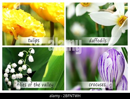 Collage of beautiful flowers with names Stock Photo