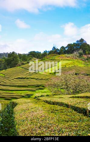 Maia, Azores, Portugal - Jan 14, 2020: Gorreana Tea Plantation in Sao Miguel Island. Rows of tea bushes on a hill. Overcast sky. Tea cultivation. Blue sky with white clouds above. Vertical photo. Stock Photo