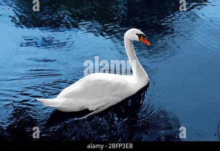 Beautiful white swan swims in blue water Stock Photo