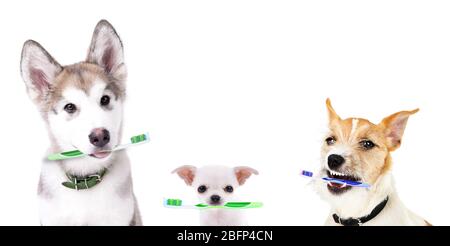 Cute puppies with tooth brushes, isolated on white Stock Photo