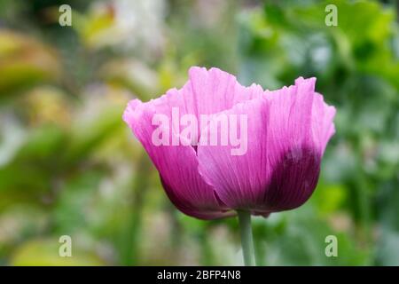 Papaver somniferum. Purple poppy in an English garden. Stock Photo