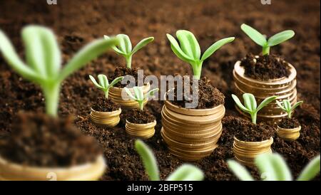 Coins in soil with young plants. Money growth concept. Stock Photo