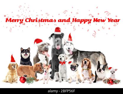 Funny christmas dogs. Merry Christmas and Happy News Year Stock Photo