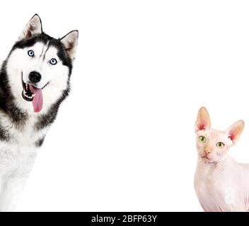 Cute dog and cat on white background. Space for text. Stock Photo