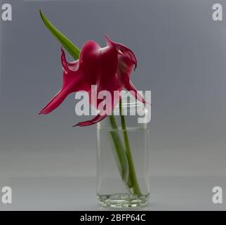 Viridiflora tulips stand out by their shape and small green markings on the flower such as this single tulip Viridiflora Doll's Minuet. Stock Photo