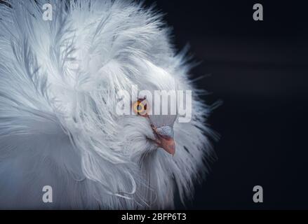 The Jacobin is a breed of fancy pigeon developed over many years of selective breeding that originated in Asia Stock Photo