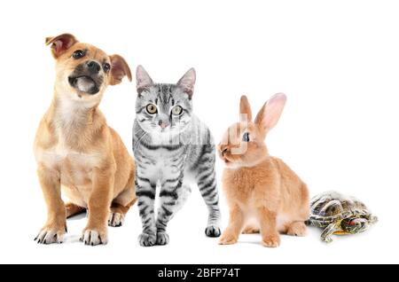 Group of pets on white background. Animals friendship. Stock Photo