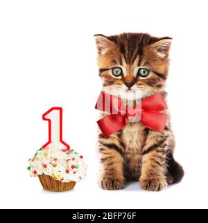 Small cute kitten with red satin bow and birthday cupcake , isolated on white Stock Photo