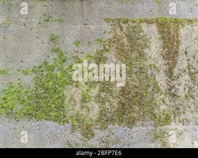 Texture concrete wall with growing green moss Stock Photo