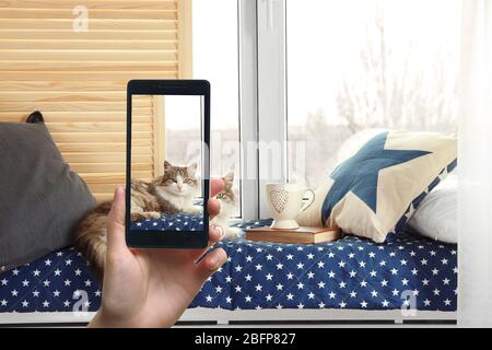 Female hand making photos of cute cat on a smartphone Stock Photo