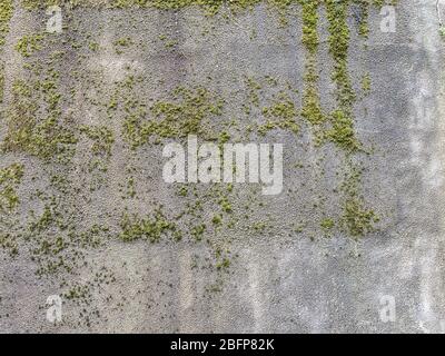 Texture concrete wall with growing green moss Stock Photo