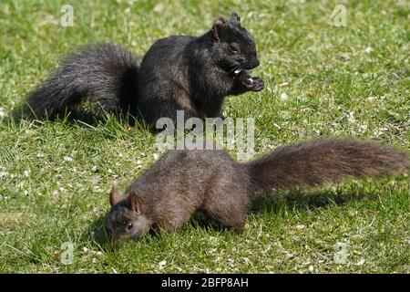 Black Squirrels cleaning up feeder scraps