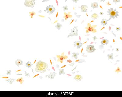 Flying flower buds and petals isolated on white Stock Photo