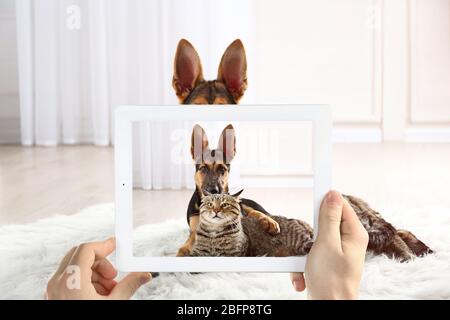 Male hands taking photo of cute puppy and cat on tablet. Stock Photo