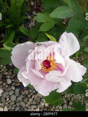 White Tree peony flower opening in the sun. Peonia suffruticosa white Stock Photo