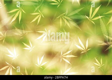 Seamless pattern of marijuana leaves on green background. Stock Photo