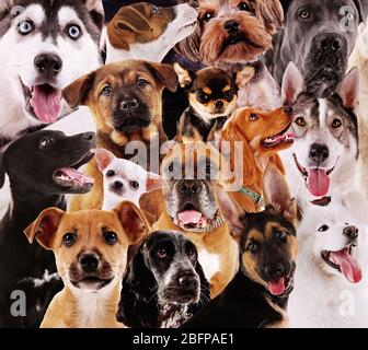 Dog background Stock Photo