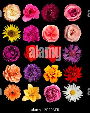 Selection of different flowers isolated on black Stock Photo