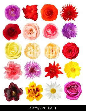 Selection of different flowers isolated on white Stock Photo