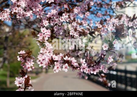 Blooming pink paradise apple flowers on tree branches in the city park. Stock Photo