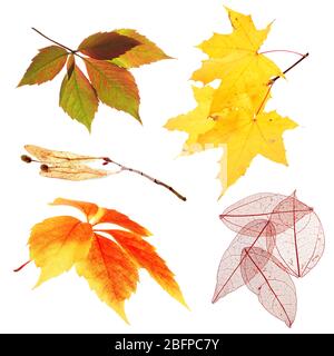 Set of autumn leaves isolated on white Stock Photo