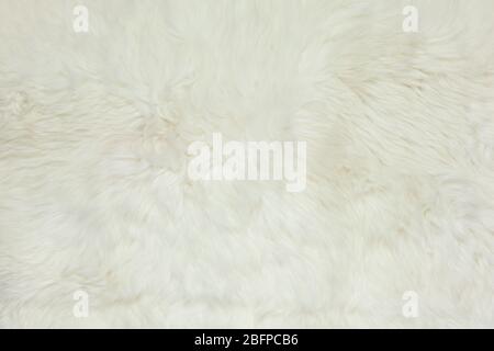 Abstract background, milk white fur carpet from sheepskin, copy space, flat lay. Horizontal. For social media. Trendy Interior detail concept. Scandin Stock Photo