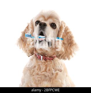 American cocker spaniel with tooth brush, isolated on white Stock Photo