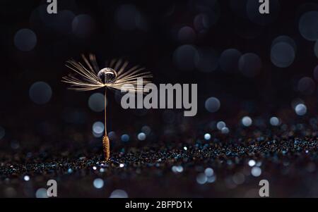 Water drop on dandelion seed abstract with bokeh, copy space  Stock Photo