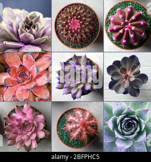 Collage Of Beautiful Succulents Stock Photo Alamy collage-of-beautiful-succulents-stock-photo-alamy