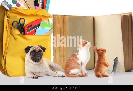 Back to school concept. Cute pets with book and stationery on white background Stock Photo
