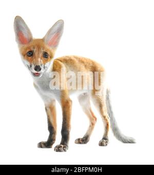 Cute fox cub on white background Stock Photo