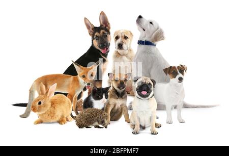 Cute baby animals on white background Stock Photo