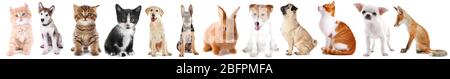 Collage of cute baby animals on white background Stock Photo