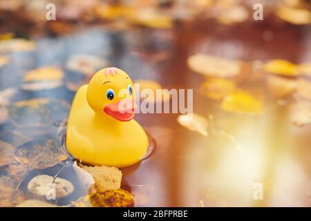 Duck toy in autumn puddle with leaves. Autumn symbol in city park. Fairweather or cloudy weather concept. Stock Photo