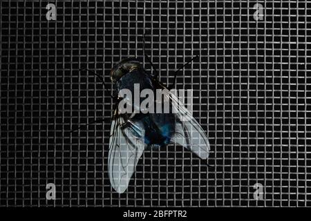 Fly on window screen, closeup Stock Photo