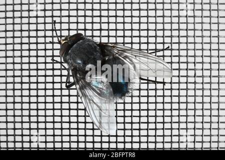 Fly on window screen, closeup Stock Photo