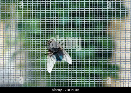 Fly on window screen, closeup Stock Photo
