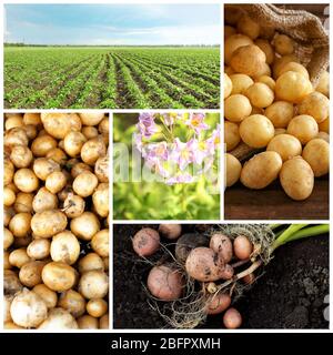 Collage of potatoes and plants Stock Photo