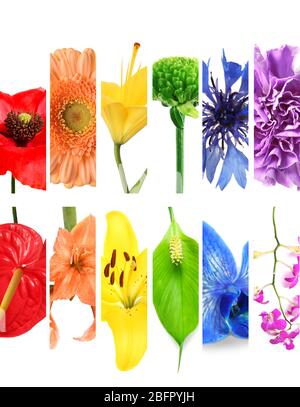 Collage with different flowers on white background Stock Photo