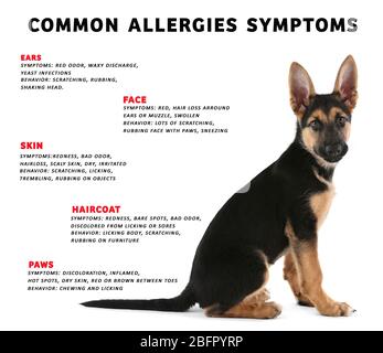 Puppy and list of allergies symptoms on white background Stock Photo