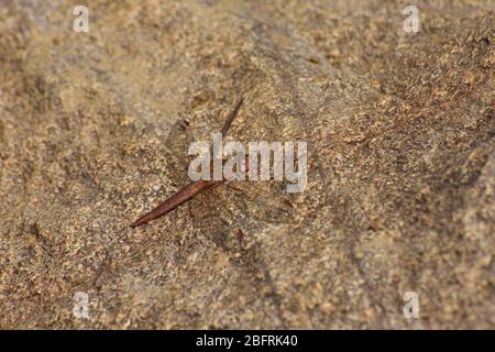 Female Broad Scarlet Dragonfly On Stone (Crocothemis erythraea) Stock Photo