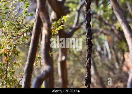 Twisted Vine Hanging In A Forest Stock Photo