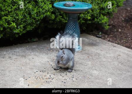 A grey squirrel eating seeds from a patio. Stock Photo