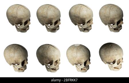 Fake Skull Collection Stock Photo Alamy