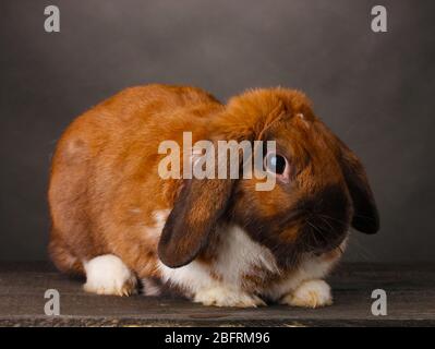 Lop-eared rabbit on grey background Stock Photo