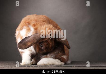 Lop-eared rabbit on grey background Stock Photo