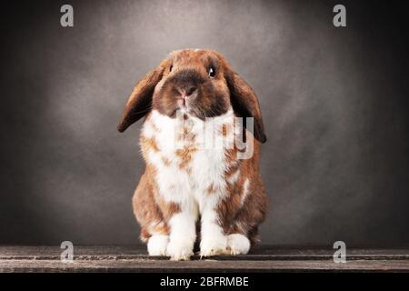 Lop-eared rabbit on grey background Stock Photo